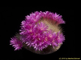 Sulcorebutia mentosa v. swobodae HS27a 2252